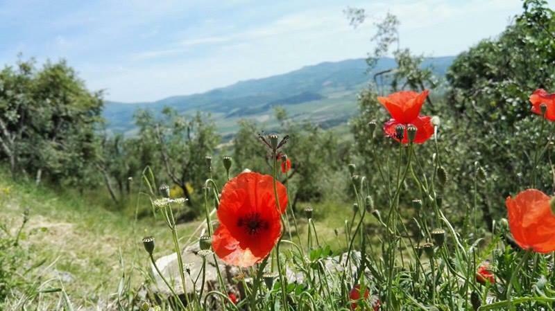 Colombaio In Colle Bed & Breakfast Sant'Angelo in Colle Exterior photo